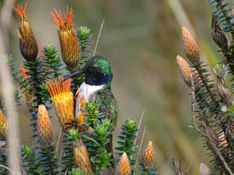 A male blue-throated hillstar on its favorite plant, “the flower of the Andes” (Chuquiraga jussieui)